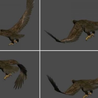 展翅翱翔的雄鹰3D模型 eagle