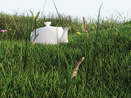 6种花草C4D模型 VizPeople Grass