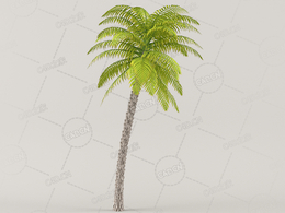 棕榈树C4D模型Palm Tree