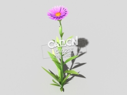 紫色野菊花花卉植物C4D模型 common-flower-d3 3d model