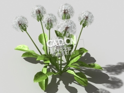雪白的成熟蒲公英植物C4D模型 dandelion-a1 3d model