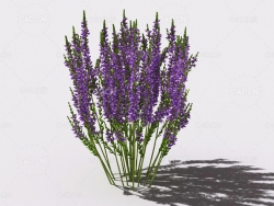 石南花植物C4D模型 heather-6