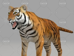老虎 Tiger