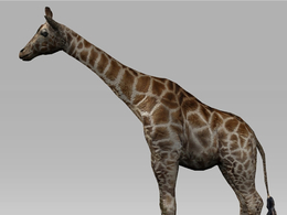 C4D长颈鹿绑定动画模型 Giraffe 3D MODEL