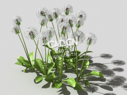 雪白的成熟蒲公英植物C4D模型 dandelion-a3 3d model