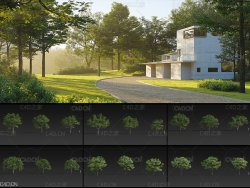 24个景观树木模型合集 Plant