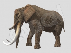 甩鼻子的大象C4D动画模型
