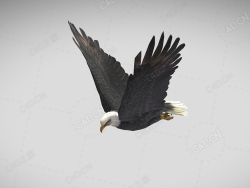 扑翼鹰老鹰动画 flapping-eagle