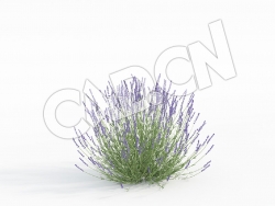 C4D薰衣草花卉模型 Lavandula_G