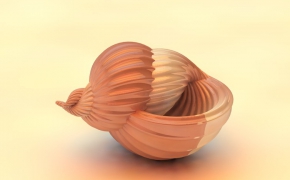海螺C4D模型 Conch 3D model