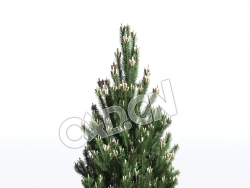 C4D黑松松树模型 Pinus nigra 3d model