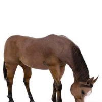 棕色马匹3D模型 Masan Wei model