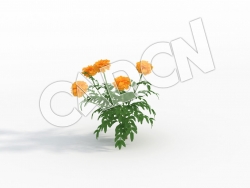 C4D万寿菊花卉模型 Tagetes_B