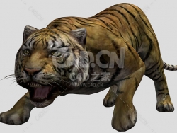 C4D孟加拉老虎动物模型tiger