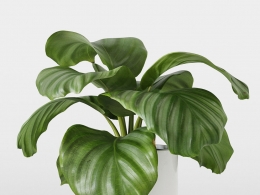 CINEMA 4D室内绿植：木质底座花盆中的竹芋宽大花纹叶片细节丰富的3D热带室内植物模型C