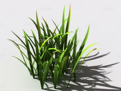 野草植物C4D模型 wild-grass-f2