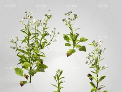 大花飞蓬白菊花模型 Erigeron Albedo 3d model