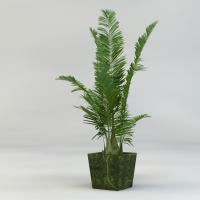 室内盆景装饰植物C4D模型 Bonsai plants 3d model