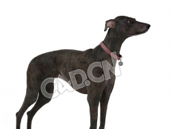 普罗特猎犬C4D模型