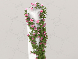 爬藤蔷薇花粉红色花卉C4D模型Roses - Climbing - 2.08 m - 02