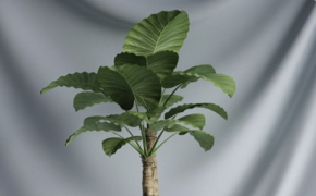 阔叶植物盆景、滴水观音树景观盆景C4D模型 Potted plant landscape