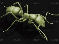 蚂蚁厚结猛蚁昆虫C4D模型 Pachycondyla chinensis