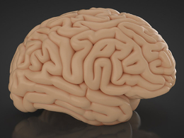 人体大脑C4D模型 Cerebro 3d model