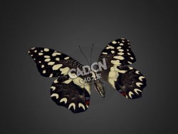 蝴蝶C4D模型下载 Butterfly-3