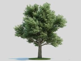 橡树 栎树 大树 景观树C4D模型 Quercus petraea