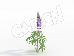 C4D一株紫色鲁冰花模型 Lupinus_E