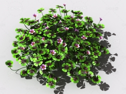 酸浆草酸酸草斑鸠酸三叶酸酸咪咪钩钩草植物C4D模型 oxalis-c4