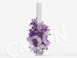 C4D爬藤花卉光叶子花模型 Bougainvillea glabra 3d model