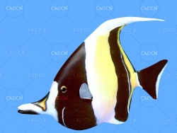 镰鱼C4D绑定动画模型 Moorish idol c4d model