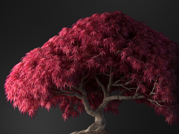 红枫叶观叶盆景c4d模型下载