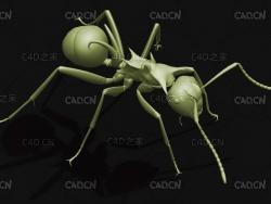 蚂蚁叶形多刺蚁 昆虫C4D模型 Polyrhachis lamellidens