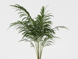 CINEMA 4D室内绿植：白色装饰花盆中的多茎散尾葵凤尾竹逼真的3D热带绿植模型C4D盆栽绿