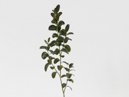 CINEMA 4D室内绿植：白色圆柱形花盆中的细节丰富琴叶榕光亮叶片质感完美高清3D植物模