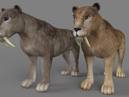 史前大型猫科动物剑齿虎C4D模型 Sabertooth 3d model