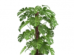 热带观叶植物写实风格室内装饰绿植龟背竹花卉植物C4D BLENDER OBJ格式3D模型含材质贴图