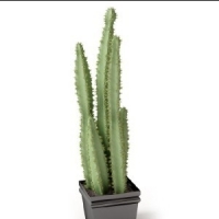 3D巴西龙骨大型室内植物(MAX)