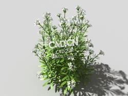 篷子菜猪殃殃砧草植物C4D模型 bedstraw-a 3d model