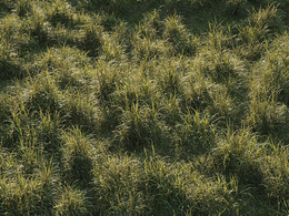 草地野草3D模型(FBX/OBJ格式) Vertex Library HyperGrass 01 WildGreen