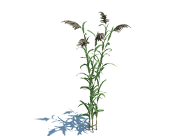 芦苇植物杂草模型下载Phragmites australis v3