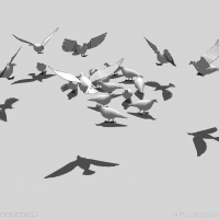 SU鸽子3D模型 群鸽 Dove