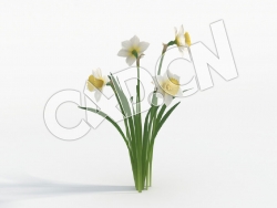 C4D四朵水仙花模型 Narcissus_F