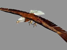展翅翱翔的雄鹰C4D模型 Eagle 3d model