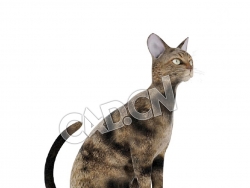 蹲着的塞伦盖蒂猫C4D模型