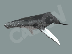 座头鲸海洋动物模型