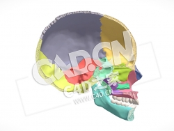 C4D人颅骨和下颌骨矢状切面模型3 Sagittal cut of the human cranium and mandible 3