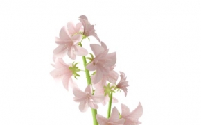 粉红色百合花盆景C4D模型 Lily bonsai 3d model